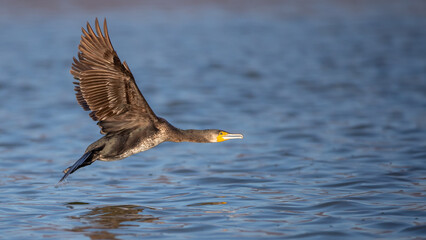 Great black cormorant flying over calm water