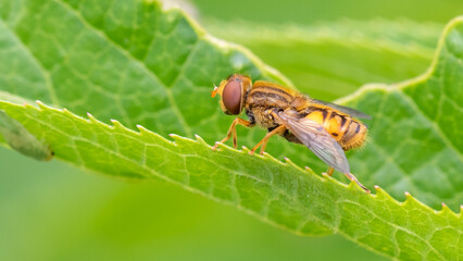 Parhelophilus versicolor