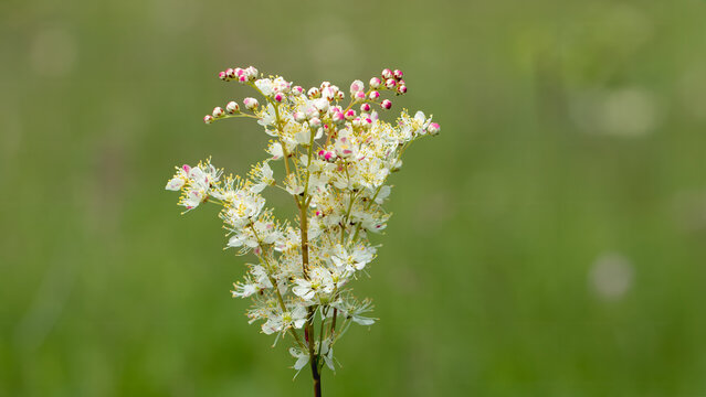 Fern-leaf dropwort - Filipendula vulgaris