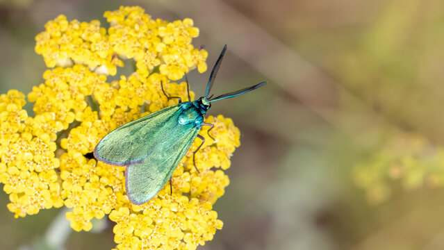 Cistus forester - Adscita geryon