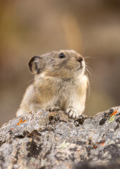 Collared Pika in Autumn in Denali National Park Alaska