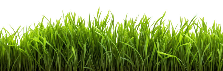 PNG Fresh green grass plant lawn white background.