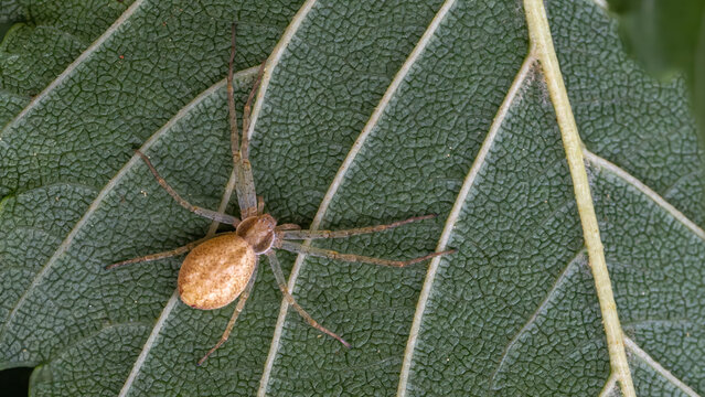Running crab spider - Philodromus albidus