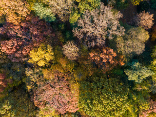 Aerial top down of colorful trees in Prospect Park Brooklyn during fall in New York City