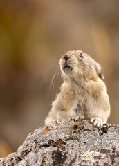 Collared Pika in Autumn in Denali National Park Alaska