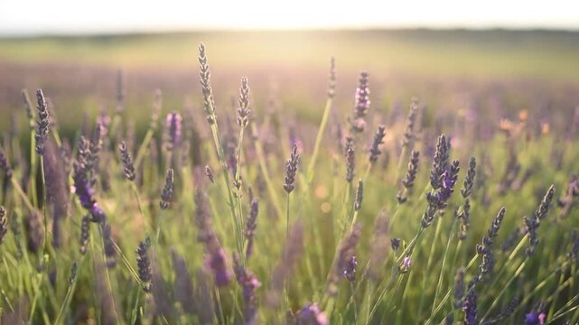 Purple lavender flowers illuminated at dusk. Lavender fields. Lavender flowers detail shot - Famous lavender festival during golden hour