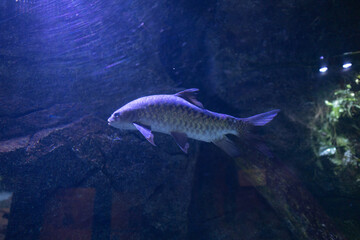 Naklejka premium Oceans sea aquarium underwater world with school of fish, shark , coral reef and anemone 