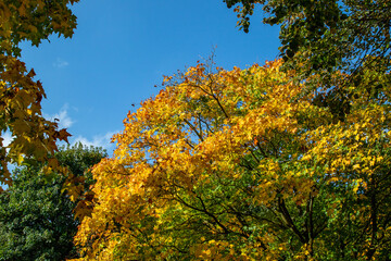 Naklejka premium Vibrant Autumn Tree with Yellow Leaves Against Blue Sky