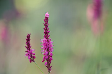 bright purple loosestrife with Bokeh bubbles in the background, violet flowers and bokeh, lilac and purple colors, flowering stalks of purple loosestrife
