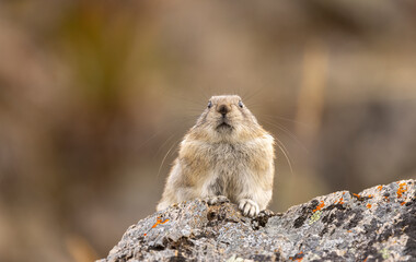 Collared Pika in Autumn in Denali National Park Alaska