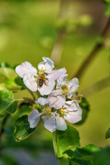 Beautiful spring blooming apple tree, white flowers against blue sky background.