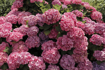 Hydrangea pink flower bush plant in summer.