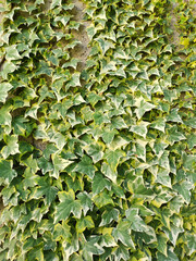 A cascading wall of vibrant green ivy leaves creates a lush, natural texture, blending urban architecture with organic growth.