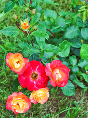 Blooming red roses flower on a bush in a garden.