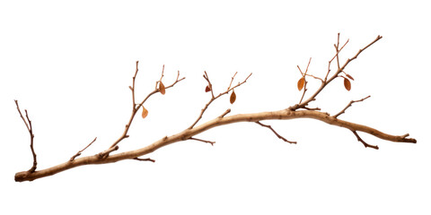 Fototapeta premium PNG Twig plant twig tree.