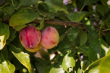 Plum growing on tree. Fresh fruit vegetable patch.