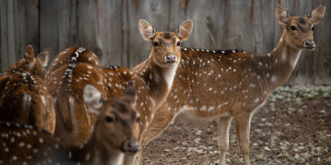Chital (Axis axis) Spotted deer © Dead Tree World