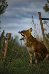 Ussuri dhole (Cuon alpinus alpinus)
