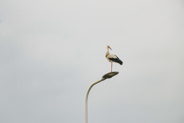 White Stork sitting on a lamppost, in The Netherlands