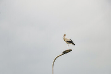 White Stork sitting on a lamppost, in The Netherlands