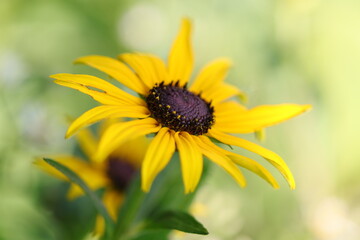 Close-up of a coneflower, yellow flower with brown pollen pistils, summery yellow flower surrounded by green leaves, nice bokeh