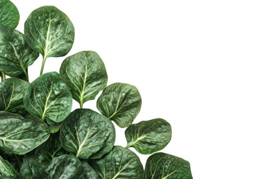 Fresh green leaves with intricate patterns on a white isolate background.