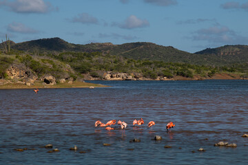 Bonaire, treasure of the Carribean