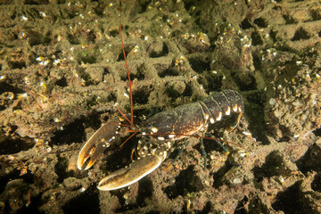 Dutch Oosterschelde lobster in natural wild cold water environment. Underwater animal on manmade platform in Bergse Diepsluis. Aquatic marine life in the Netherlands