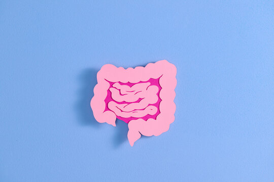 Human Internal organs, papercut style anatomy body part