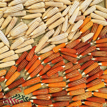 White and orange corncobs