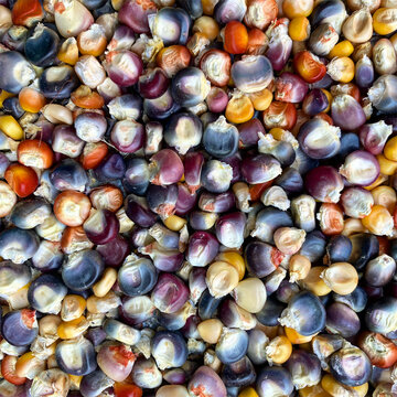 Diversity of native corn