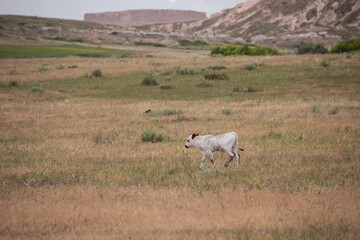 calf in a field