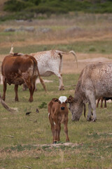 cows and calf in a field