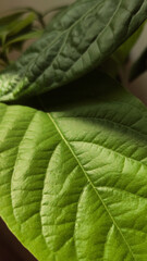 Close up of an avocado leaf.