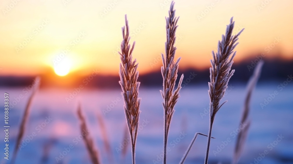 Canvas Prints Delicate frost-covered grasses shimmer in the soft pink and orange glow of a November sunrise 