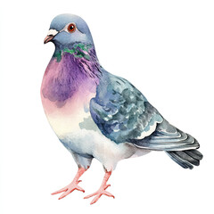 Fototapeta premium Beautiful Pigeon Watercolor Clipart, Grey Bird Colored Design for Your Corporate and Business Graphic Resource or Creative Project, Ai Generative