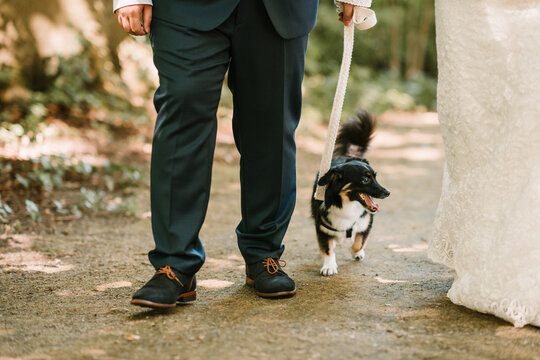 Dog walking with newlyweds, no faces visible