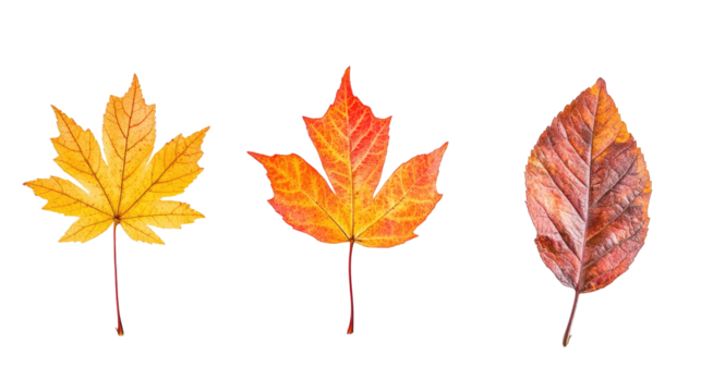 Isolated Collection of Colorful Autumn Leaves on a White Background Generative AI