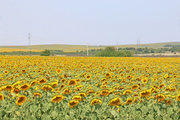 Sunflower field in Bulgaria in Summer	