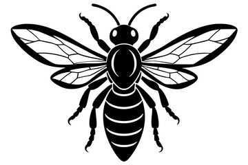 illustration of a beetle