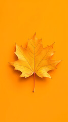 Single maple leaf on a yellow background