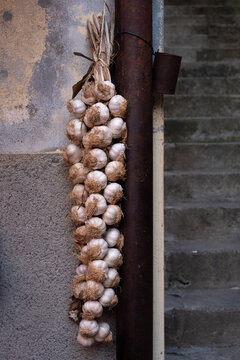 Garlic bulb hanging to dry on the wall