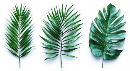 Set of green tropical leaves (monstera, plam) 