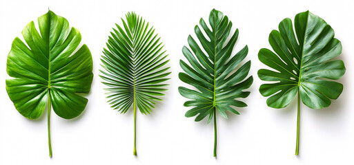 Set of green tropical leaves (monstera, plam) 