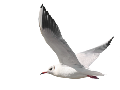 Common Black-headed Gull in flight isolated on white, Larus ridibundus, birds of Montenegro	