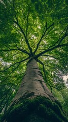 Fototapeta premium Leafy Tree with Thick Branches View from Below, Forest, Nature, Photo Realistic, Wallpaper, Cover and Screen for Smartphone, PC, Laptop, 9:16 and 16:9 Format
