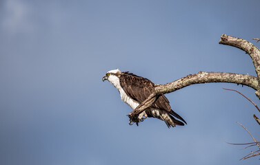 Osprey perched on a tree limb Tampa Florida