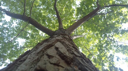 Naklejka premium Leafy Tree with Thick Branches View from Below, Forest, Nature, Photo Realistic, Wallpaper, Cover and Screen for Smartphone, PC, Laptop, 9:16 and 16:9 Format