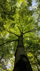 Fototapeta premium Leafy Tree with Thick Branches View from Below, Forest, Nature, Photo Realistic, Wallpaper, Cover and Screen for Smartphone, PC, Laptop, 9:16 and 16:9 Format