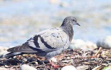 Close up pigeon on beach, birds of Montenegro	